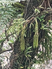 Phlegmariurus phlegmaria