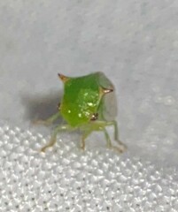 Stictocephala militaris