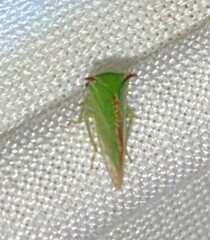 Stictocephala militaris