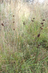 Juncus bolanderi