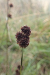 Juncus bolanderi
