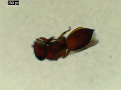 Megaspilidae