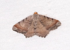 Macaria transitaria