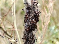 Jalmenus evagoras
