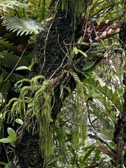 Phlegmariurus phlegmaria