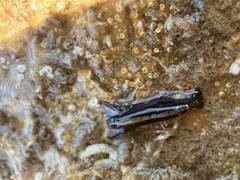 Alpheidae