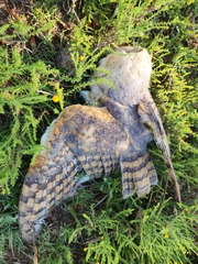 Tyto alba poensis