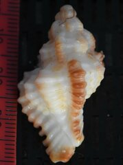 Chicoreus florifer