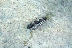 Tridacna crocea
