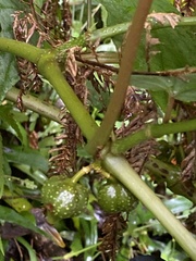 Begonia longifolia