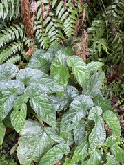 Begonia longifolia