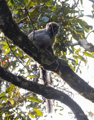 Eulemur rufifrons