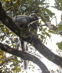 Eulemur rufifrons