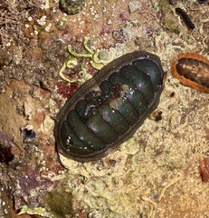 Ischnochiton australis