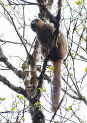 Eulemur rufifrons