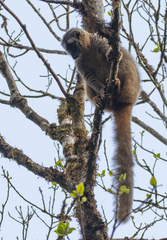 Eulemur rufifrons
