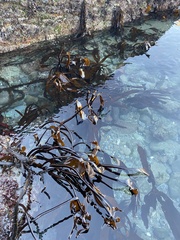 Laminaria setchellii