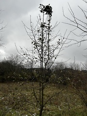 Ulmus pumila