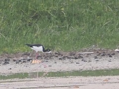 Himantopus mexicanus knudseni
