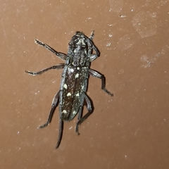 Ceresium leucosticticum