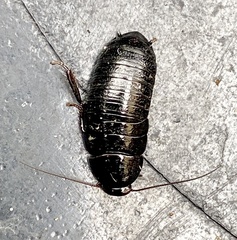 Blaberidae