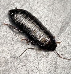 Blaberidae