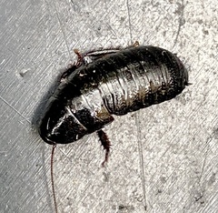 Blaberidae