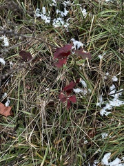Quercus alba