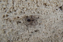 Mimetidae