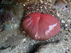 Urticina clandestina