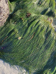 Phyllospadix torreyi