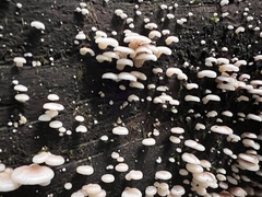 Scytinotus longinquus