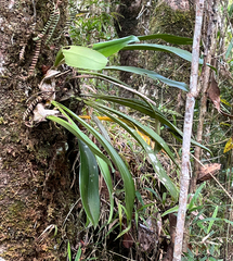Image of Bulbophyllum occlusum