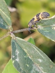 Coccinella