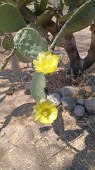 Cactaceae