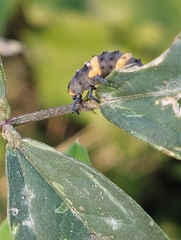 Coccinella