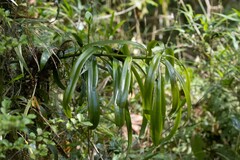 Podocarpus