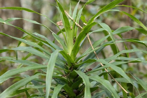 Dracaena xiphophylla image