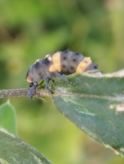 Coccinella