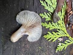 Scytinotus longinquus