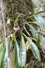 Bulbophyllum occlusum image