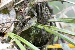 Bulbophyllum occlusum image