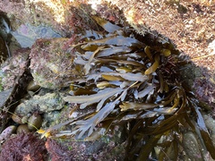 Stephanocystis