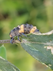 Coccinella