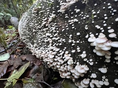 Scytinotus longinquus