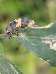 Coccinella