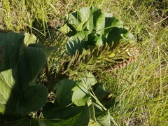 Gunnera perpensa