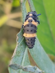 Coccinella