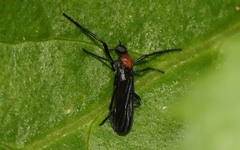 Plecia dimidiata