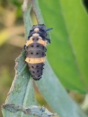 Coccinella